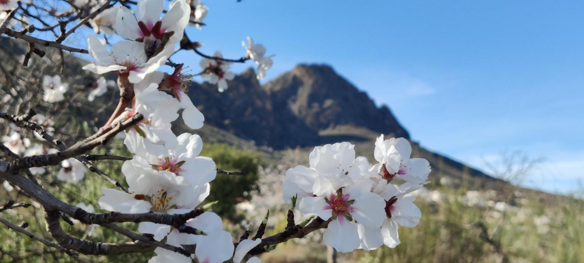 Alojamiento Rural Los Perez Lucainena De Las Torres المظهر الخارجي الصورة